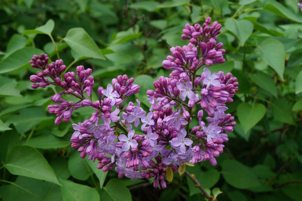 Les Lilas Des Chenes Piolenc Bagian luar foto